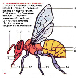 bee-structure.jpg