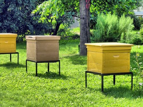 Bee-garden.jpg